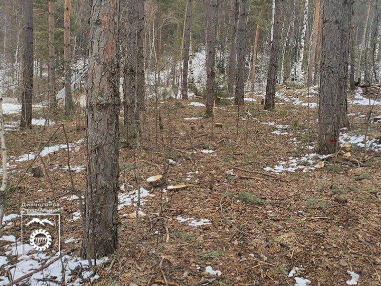ДТЛТ проводит обследование и санитарную очистку леса от сухостоя.