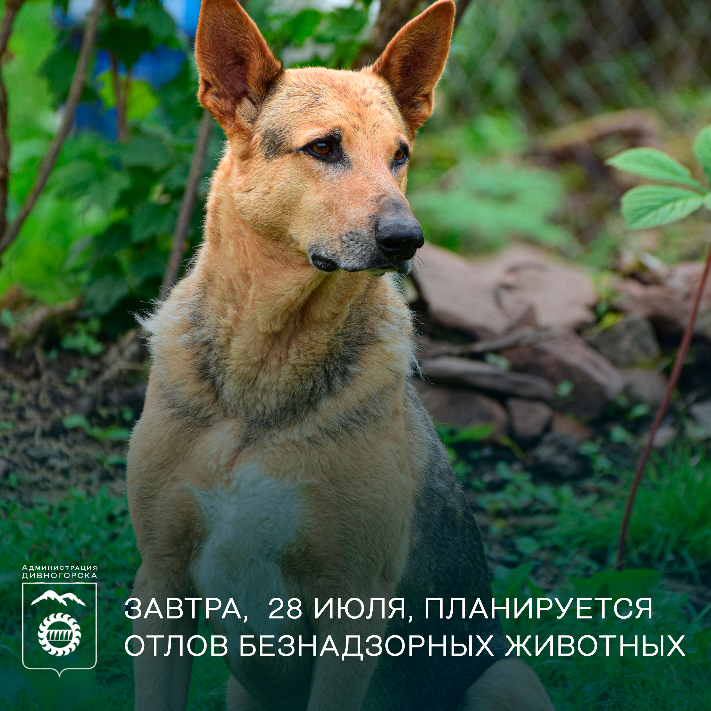 Завтра, 28 июля, планируется отлов безнадзорных животных.