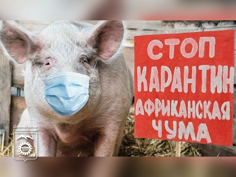 В Минусинском районе в инфицированном африканской чумой свиней очаге проведено изъятие и уничтожение свинины.
