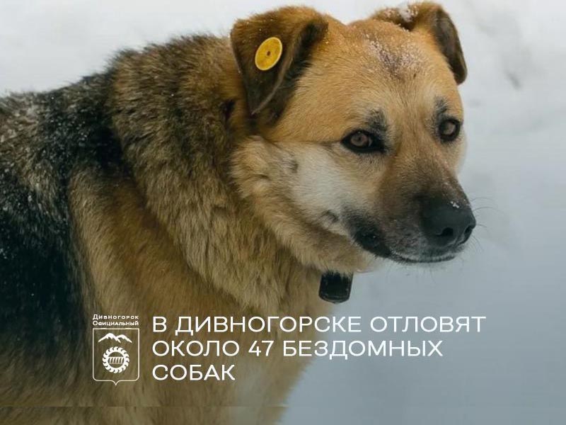В Дивногорске отловят около 47 бездомных собак.