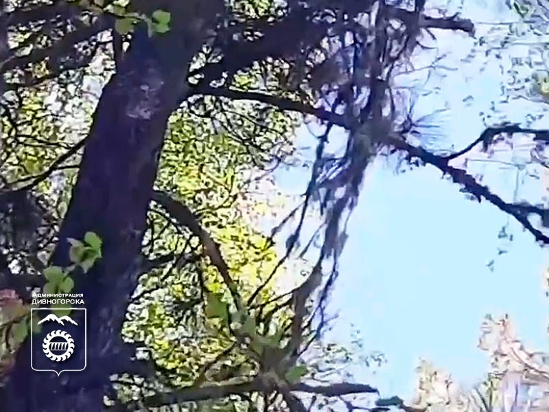 Молния ударила в дерево.